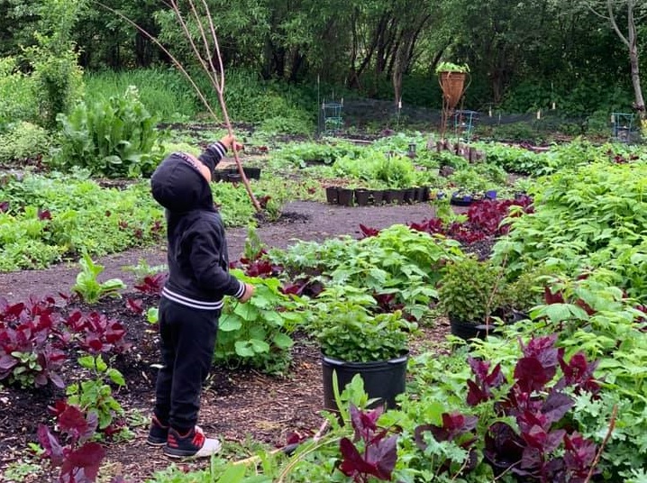 A boy looks up at a stick he's holding standing among the plantings at tBUG Bellevue Urban Garden